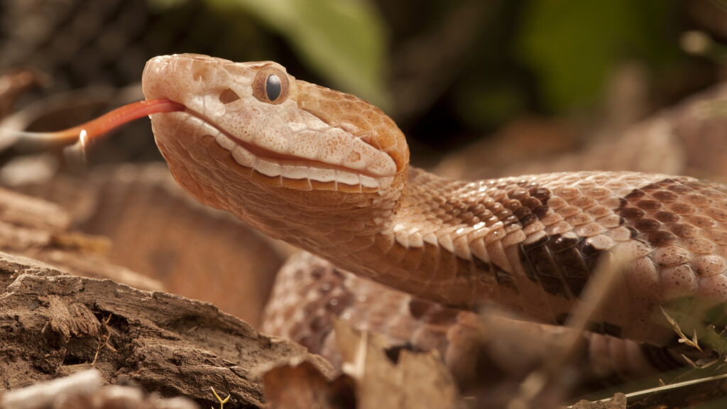 Close-up of a brown snake with textured scales and sharp eyes.
